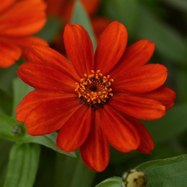 Zinnia Single Zahara Scarlet  (117)